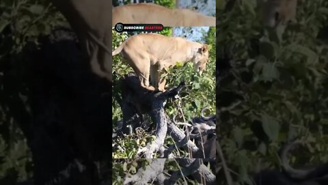 Buffalo attack lion #shorts #lion