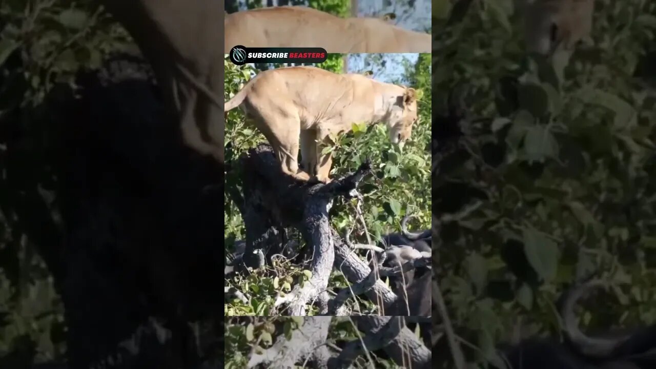 Buffalo attack lion #shorts #lion