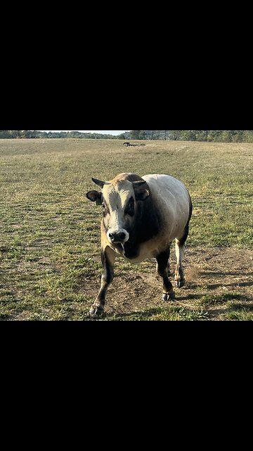 Best meat in town! And healthy