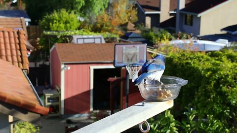 crows, scrub jays disputes 11/29/2022