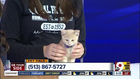 WCPO Pet Pals 11/10/18