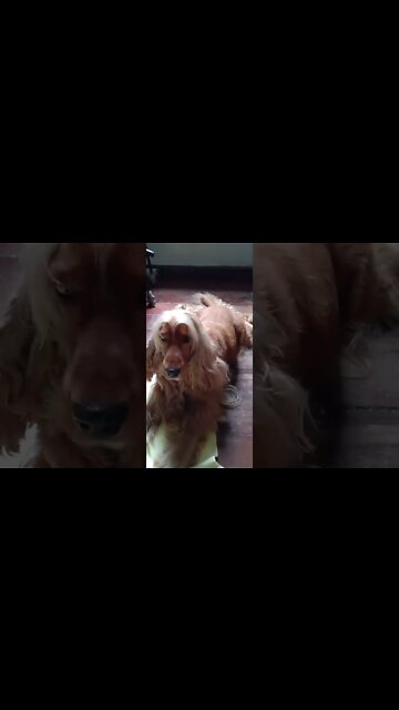 #dogshow , #animals , #dogs , #shorts