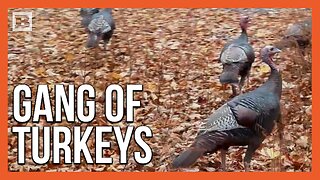 Pack of Wild Turkeys Roam Near Appalachian Trail Ahead of Thanksgiving