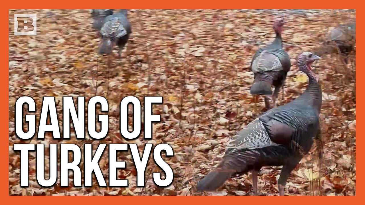 Pack of Wild Turkeys Roam Near Appalachian Trail Ahead of Thanksgiving