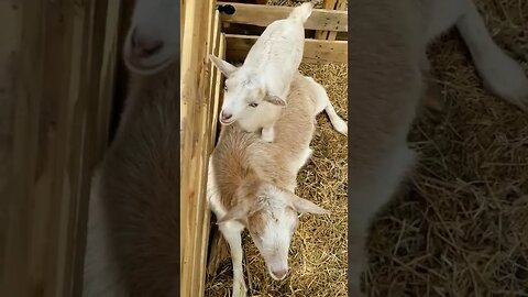 #babygoat #homesteading #farmanimals #cuteanimals #babyanimals #adorableanimals #animals #blueeyes