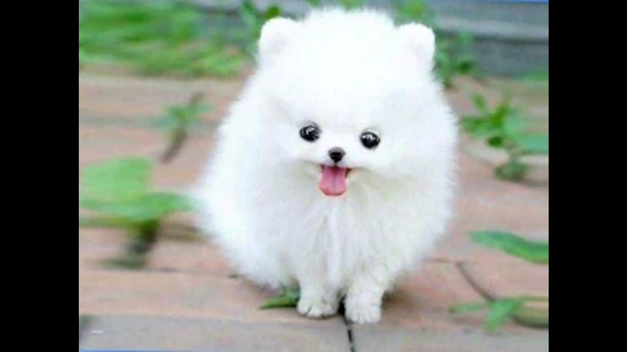 Funny dogs are beautiful while they are having fun
