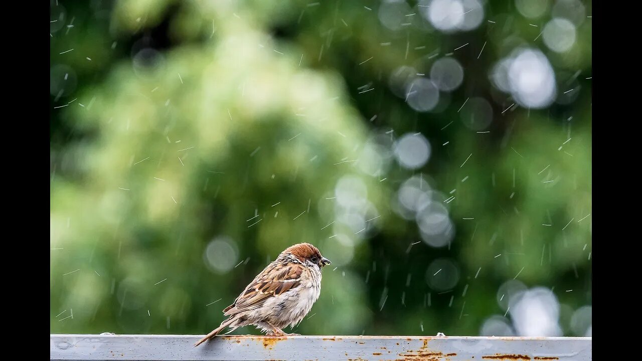 Black Screen Rain, Peaceful, Calming, Bird Sound for Sleeping, Relaxing, Stress Release, Insomnia