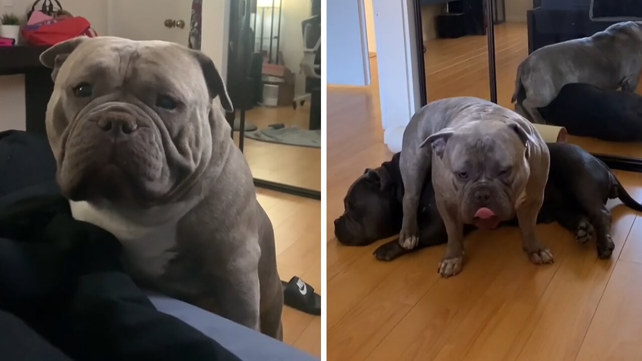 American bully doesn't respect personal space