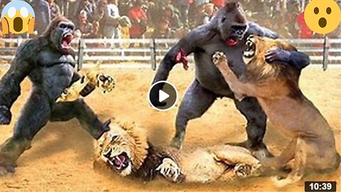 The Gorilla Is So Strong That The Lion King Is In Pain When He Can't Protect The Lion Cub