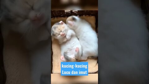 kitten funny cats videos #short #kucinglucu #kucingimut #kucingmeong #catcutevideo #catlovers
