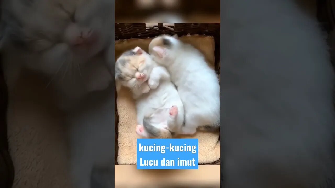 kitten funny cats videos #short #kucinglucu #kucingimut #kucingmeong #catcutevideo #catlovers