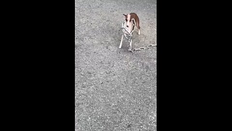 "Epic Fails Compilation 2024: Try Not to Laugh Challenge!"🤣