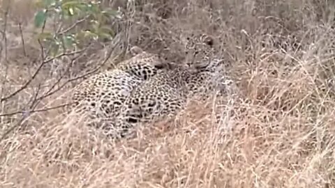 WILDlife: Leopards Pairing - Big Cats on Safari