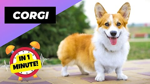 Corgi - In 1 Minute! 🐶 One Of The Most Popular Dog Breeds In The World | 1 Minute Animals