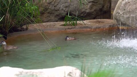 CatTV: Safari Park Duck Pond