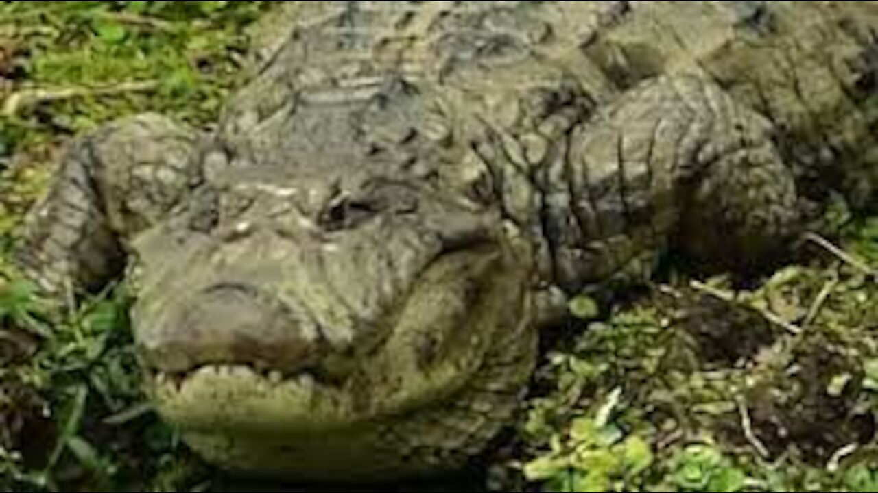 THE YAWNING OF THE ALLIGATOR brazilian wild fauna swamp amazon brazilian brazil