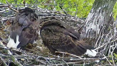 Hays Eagles Dad brings a Rabbit to the Nest to Feed H19 H20 4.18.23 10:30am