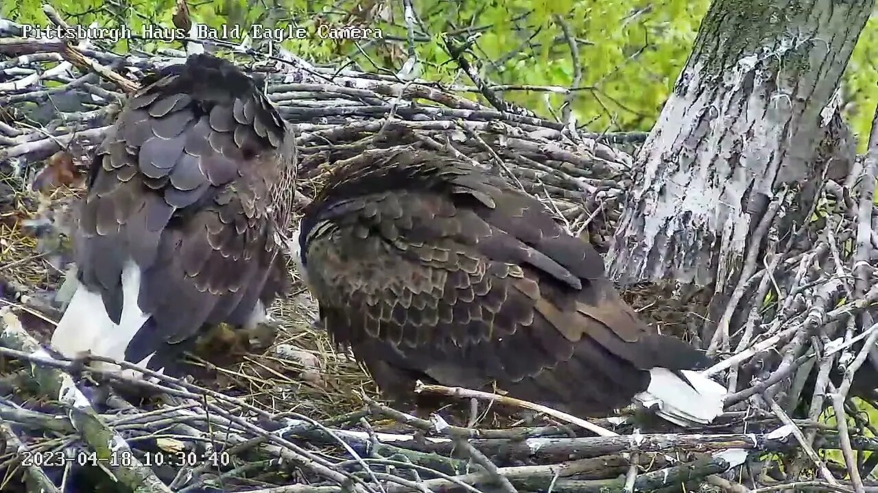 Hays Eagles Dad brings a Rabbit to the Nest to Feed H19 H20 4.18.23 10:30am