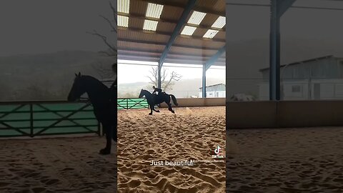 Lucky to have such talented horses and riders #equestrian #viral #fyp #youtubeshorts #horseriding