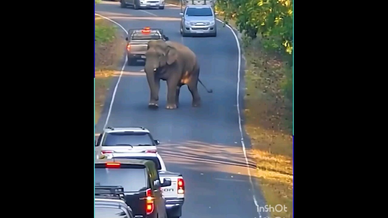 Angry Elephant On Road.........