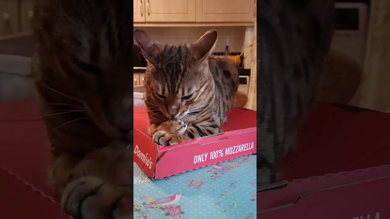 100% Meow-zarella 🍕🐆😹 #dominospizza #bengalcat