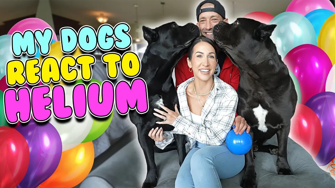 My Dogs REACT to HELIUM #funnydogs #funnyvideo #dog