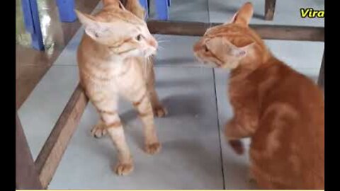 Cats Fighting and Meowing - These Two are Bloody Brothers |