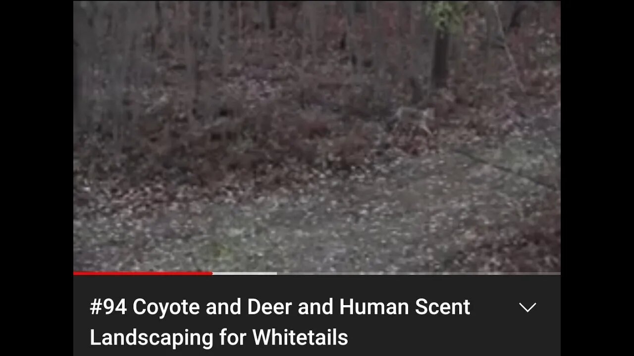 #94 Coyote and Deer and Human Scent Landscaping for Whitetails