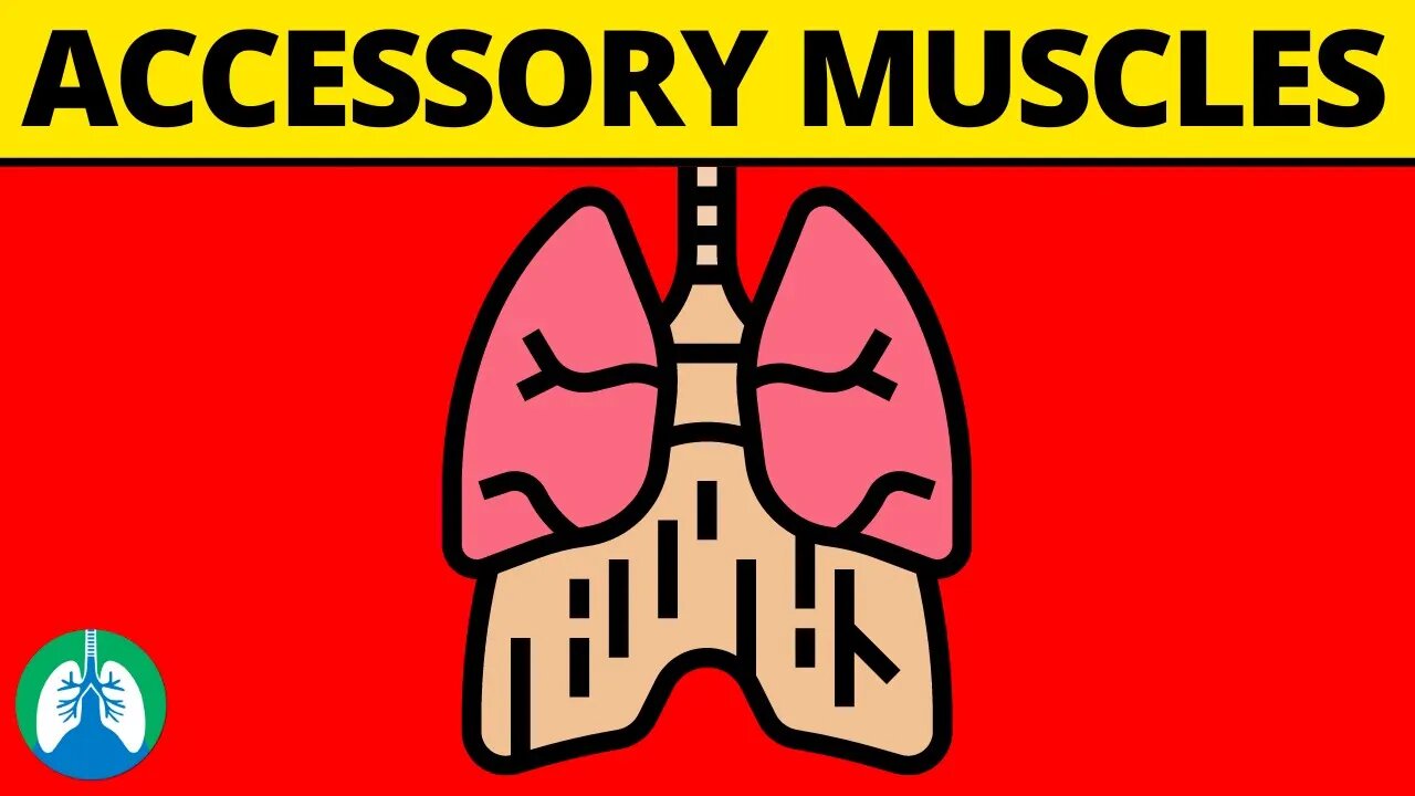 Accessory Muscles of Breathing (Definition and Explanation)