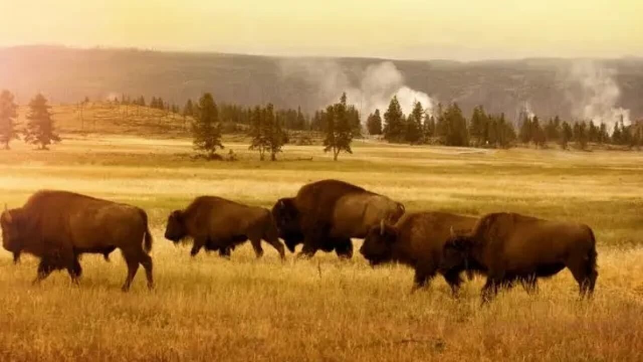 Documentary "A Predator on the Reservation"