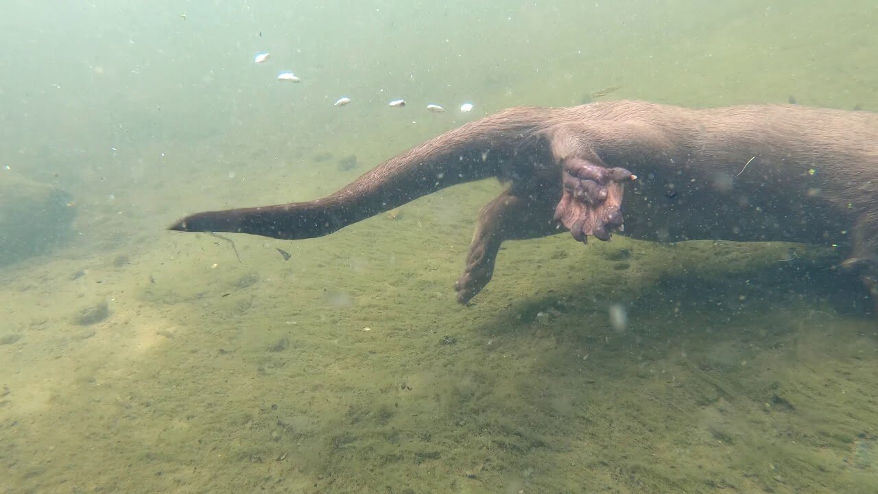 otter catching fish underwater