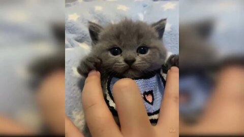 Funny and Cute Baby Cat Videos Compilation #catlover #kitten