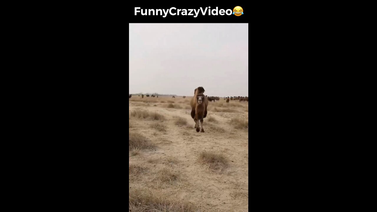 Mr FunnyCrazyVideo😂 Just Incredible Video Funny and Crazy #Like Follow for Follow 🥰