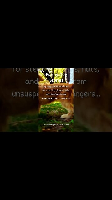 Hilarious Dog Moments: Laughter Guaranteed! 15