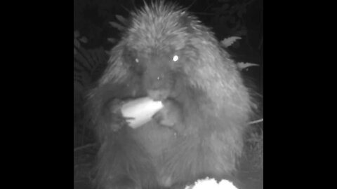 Porcupine eating a cucumber