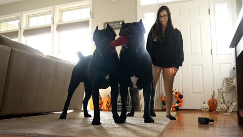 Cane Corso Wrestle With Her RAW Home Video