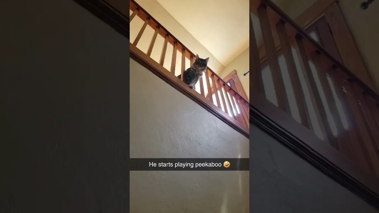 #cats #shorts #fyp #cat #reels #viral #funny 21