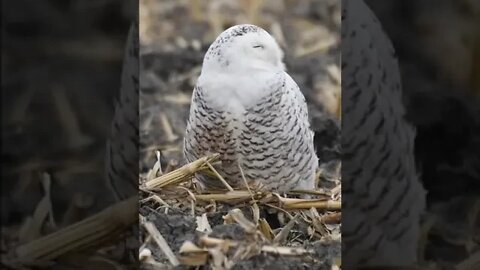 Wild Snowy Owl In Our Freshly Harvested Field #myvideo #birding #birdwatching