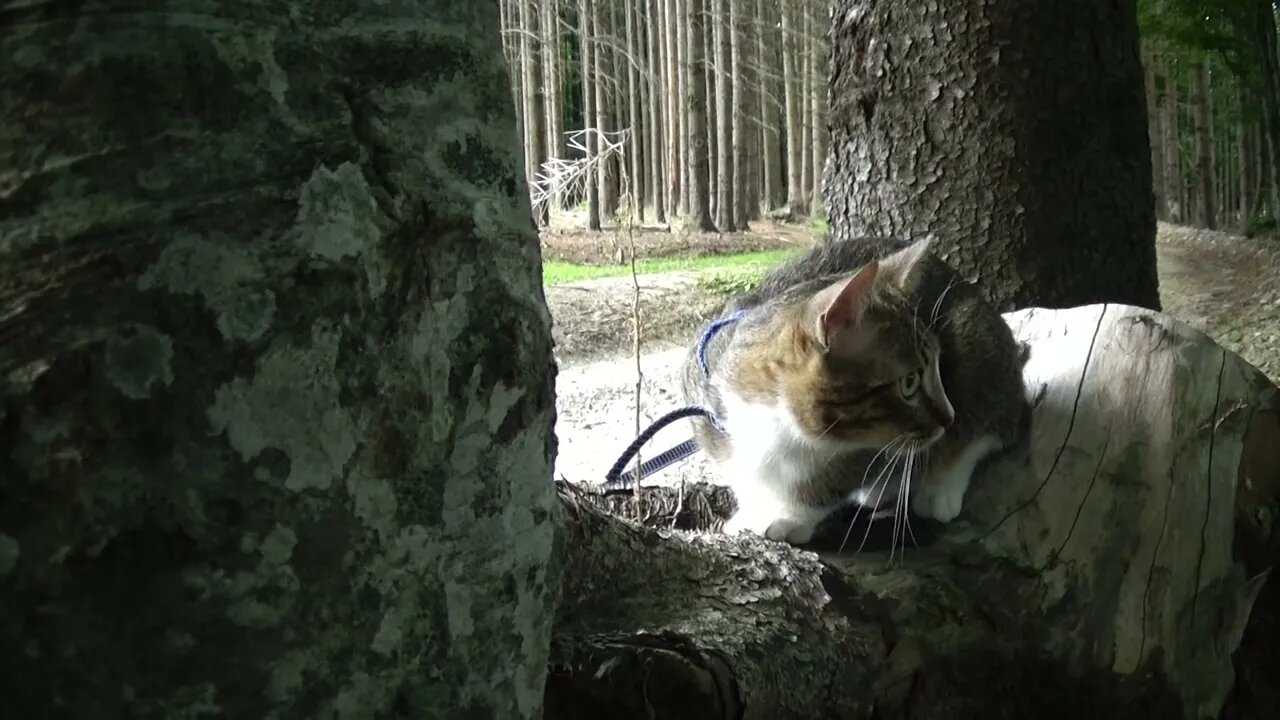 Kitten Sits on a Log and Hears an Eagle