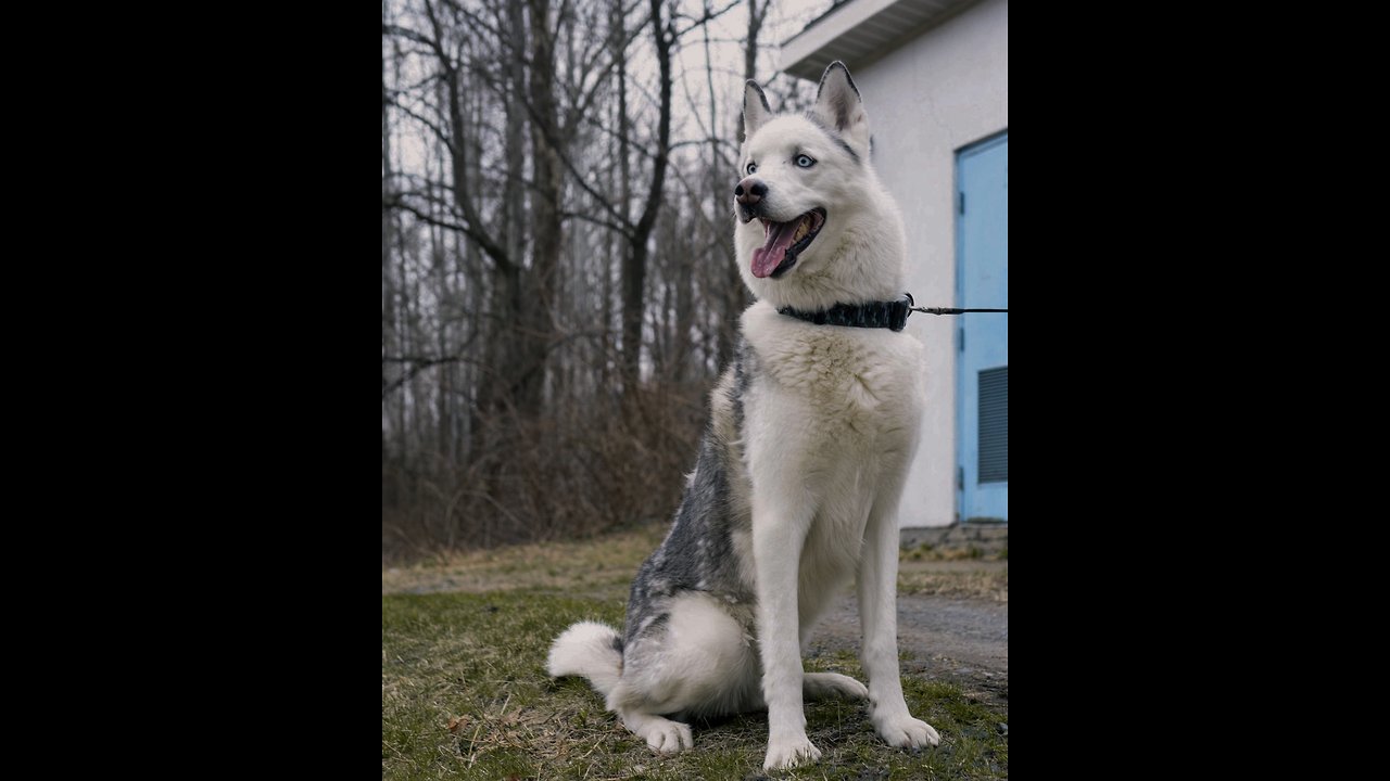 Talking husky REALLY wants to go outside for a walk