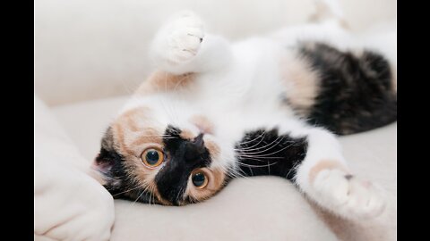 funny drops-cute kittens-funny video