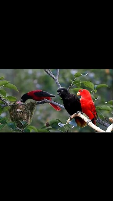 Nature And Wildlife Video – Bird and animal is beautiful creature on our planet