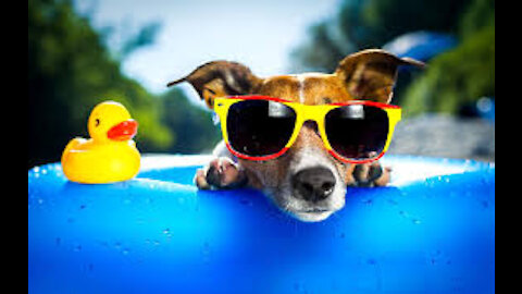 Funny Cute Dogs Compilation Part Two