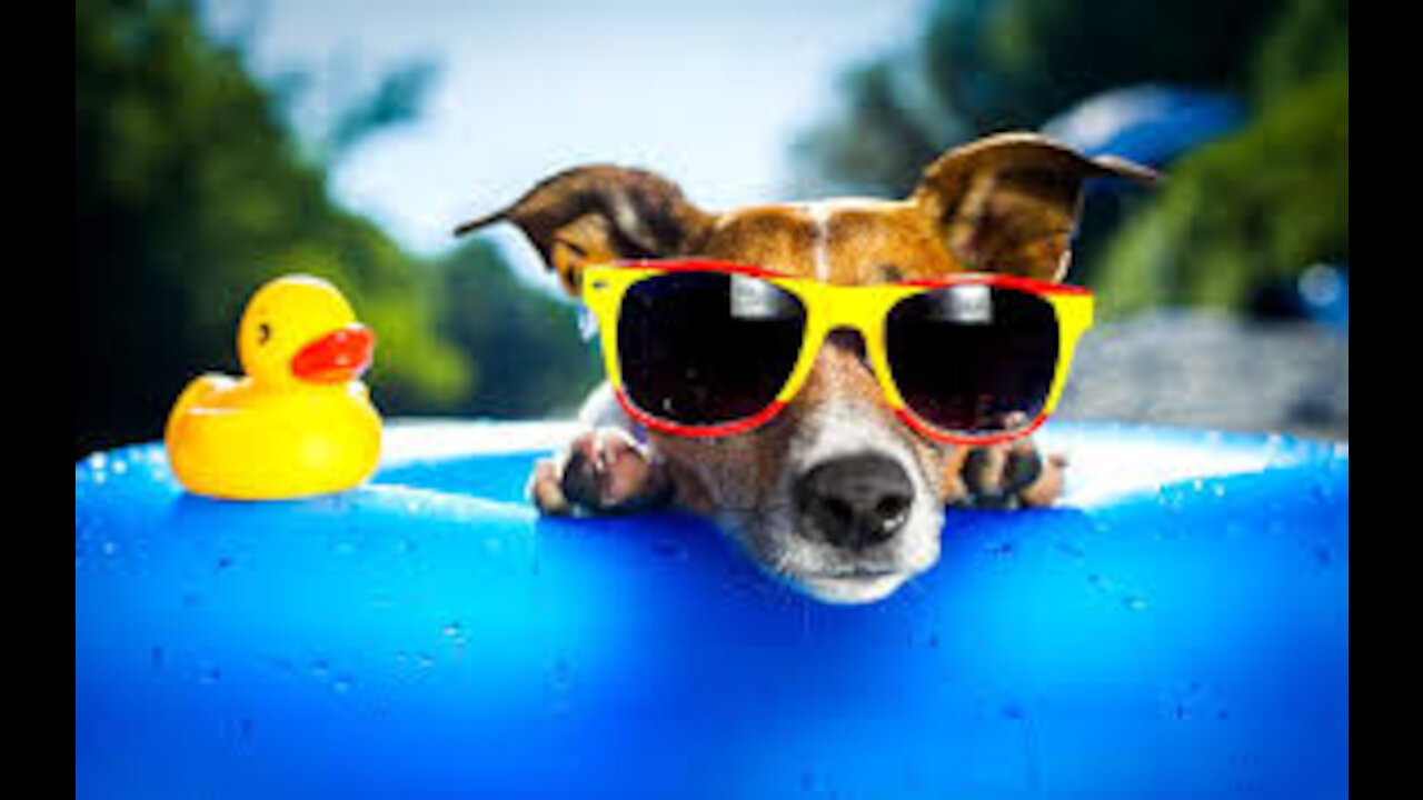 Funny Cute Dogs Compilation Part Two