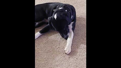 Puppy playing with a toy