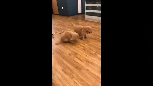 Adorable Puppies Get Together Again After Leaving The Breeder's Home