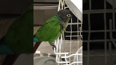 My bird on my dishwasher 🍽️