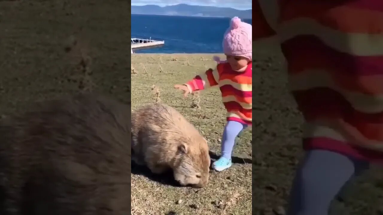 Both are so Cute 🥰 | #Shorts #Animals #Cat