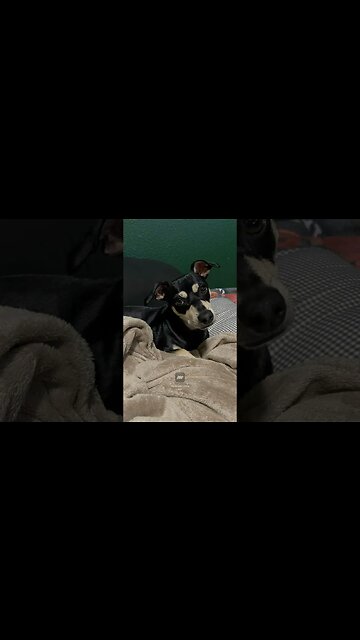 Happy National Dog Day! #shorts #cutedog #chihuahua #ratterrier #mixedbreed