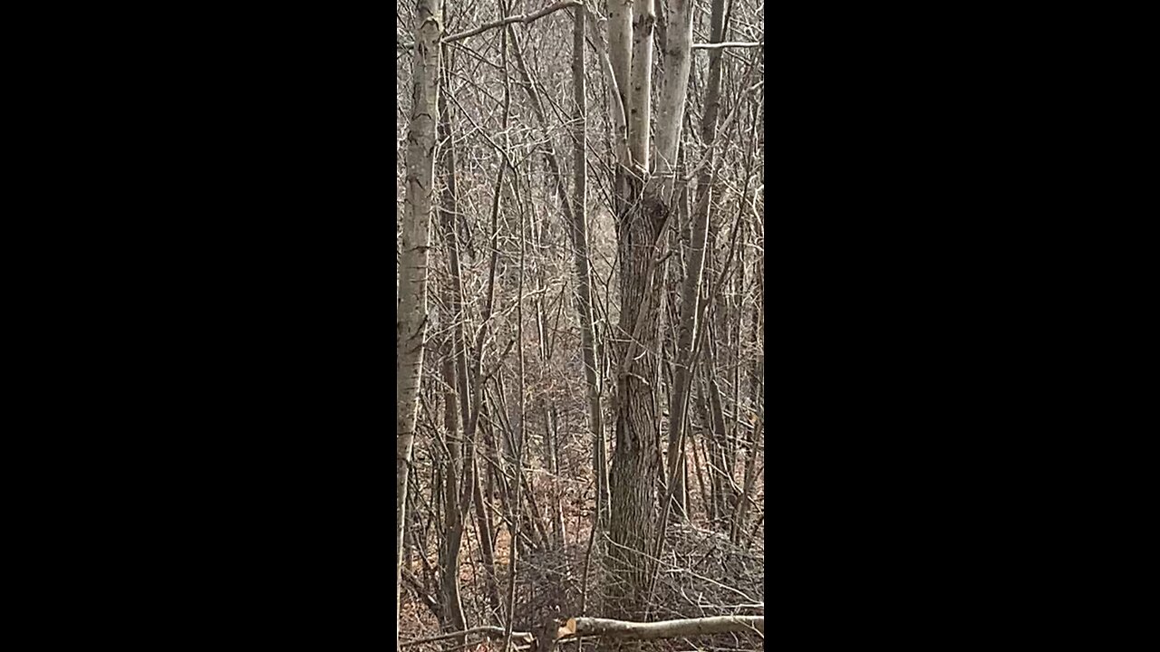 PA turkeys making some noise